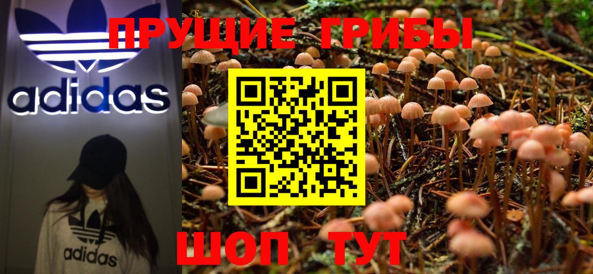 Павловский Посад  Псилоцибиновые грибы GOLDEN TEACHER  Вход с VPN  Псилоцибиновые грибы MAGIC MUSHROOMS 